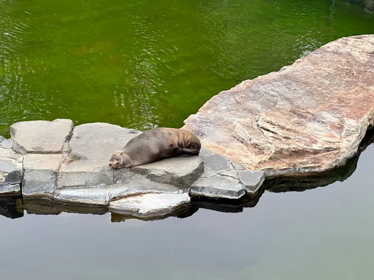 萌翻眾人的海獅