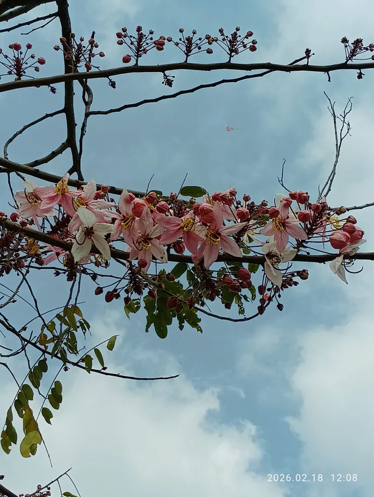 花旗木，三月櫻，粉紅陣雨樹花開了！皆自拍攝