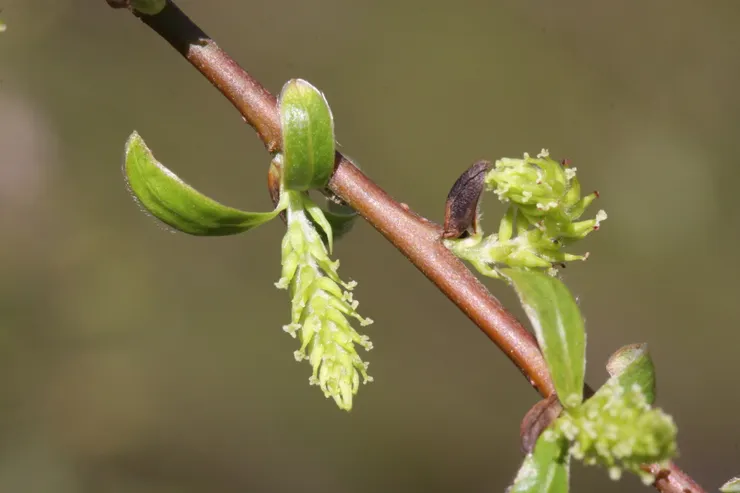 垂柳雌花。圖 / 佛光山佛陀紀念館、莊溪