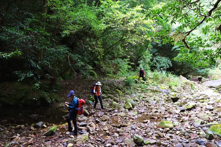 沿溪續行至加哈縱走叉路口的楓紅營地。