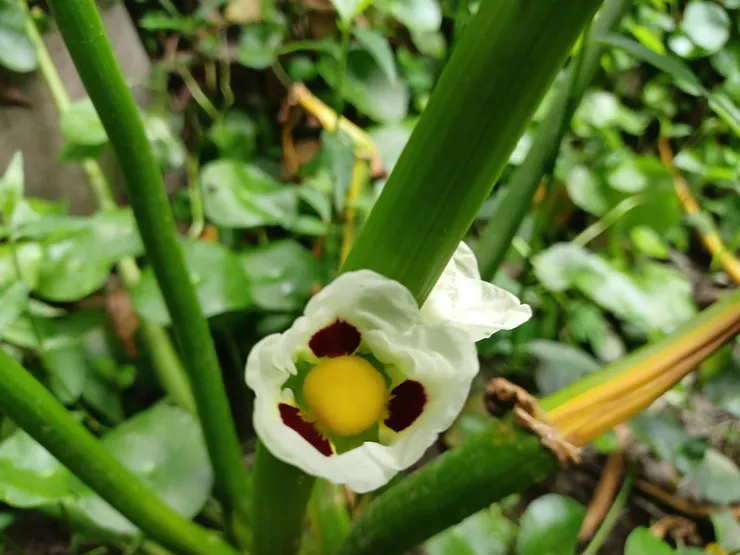 爆米花慈菇的雌花