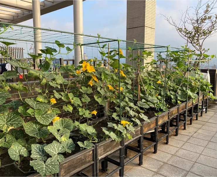 社區屋頂開放種菜，不僅隔熱降溫還是住戶聯繫情感好所在。圖／新北環保局提供