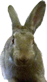 陽台睡兔的沙龍