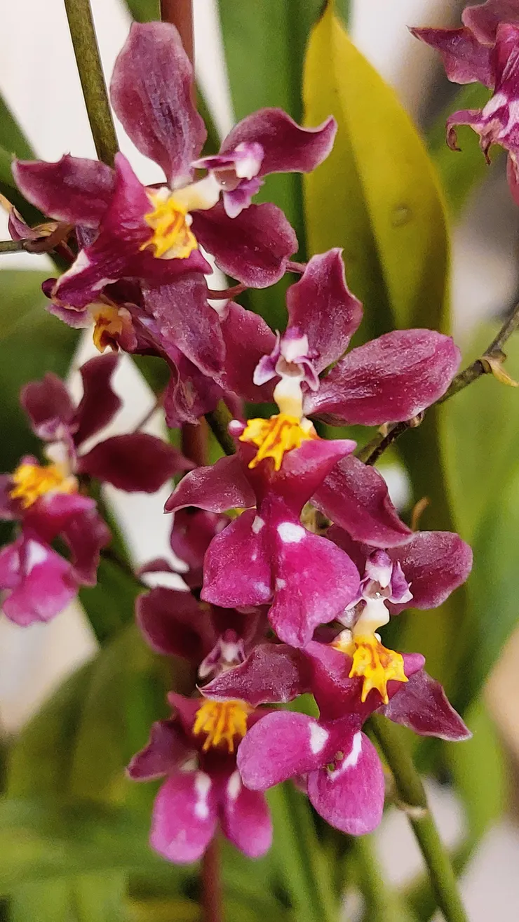 飄逸香味的美少女文心蘭