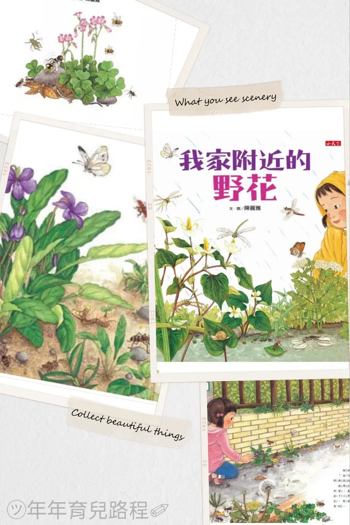 陳麗雅-我家附近的野花