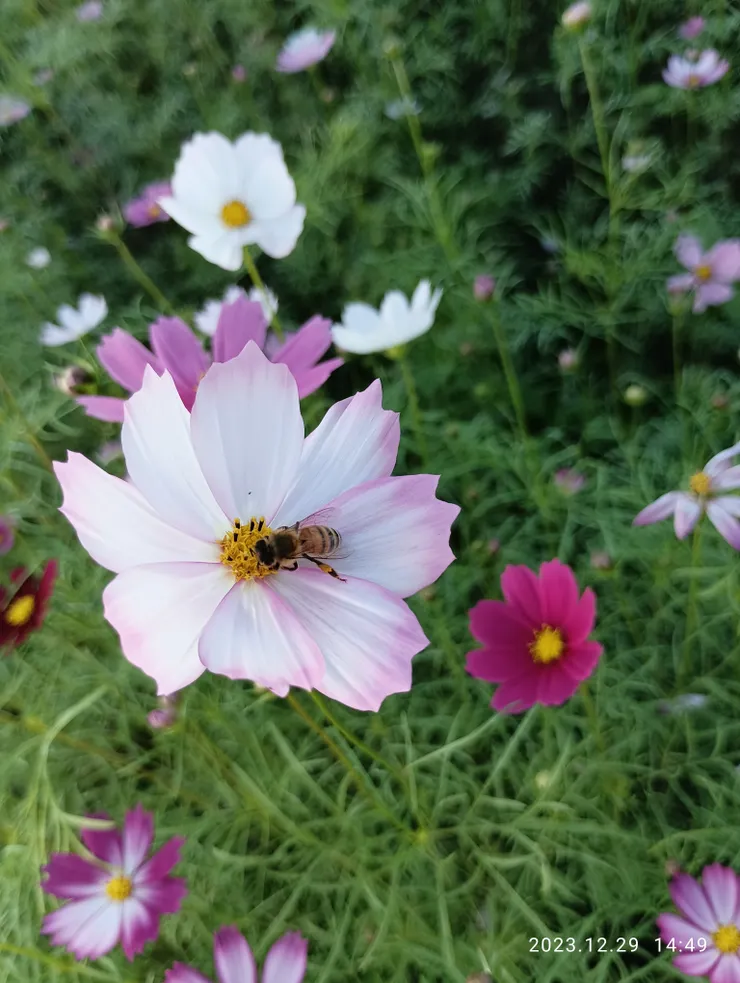幾日不見鐵橋邊，波斯菊開入眼簾，自拍攝