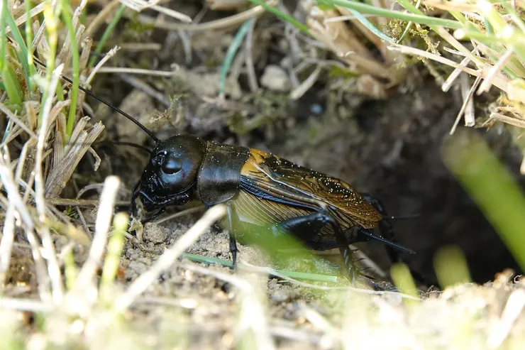 蟋蟀生於土中，藏於穴中。