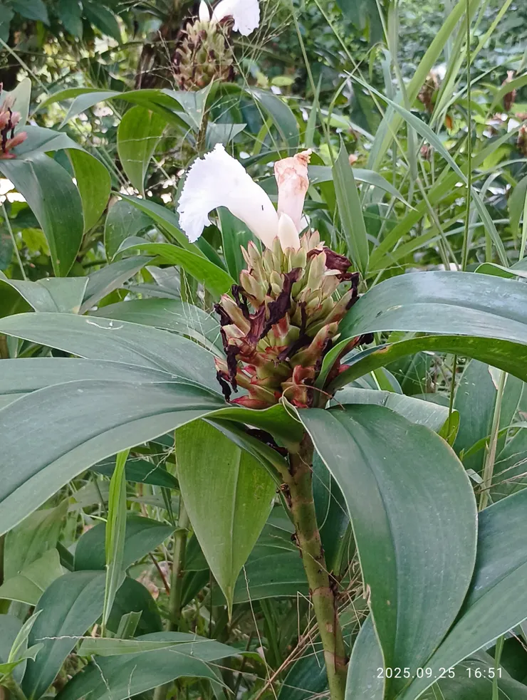 首回見白色的閉鞘薑