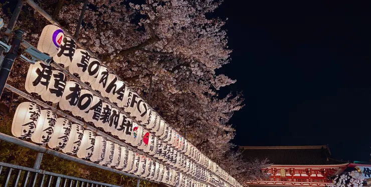 淺草寺夜櫻。(攝影/陳宜彣)