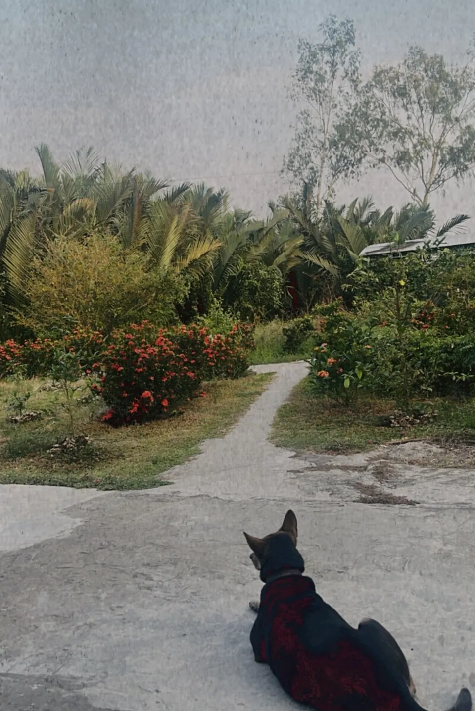 堡藏女孩的沙龍