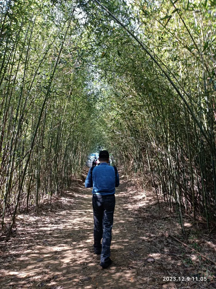 由台三線101公里附近的私人停車場穿過竹林(神秘女子照的)