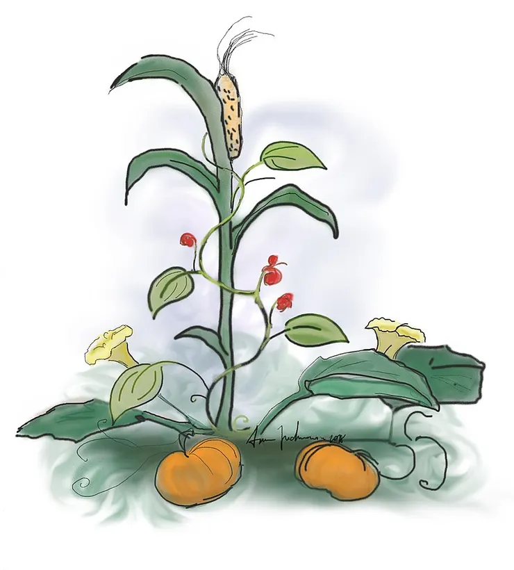 三姊妹種植法。圖片取自維基百科