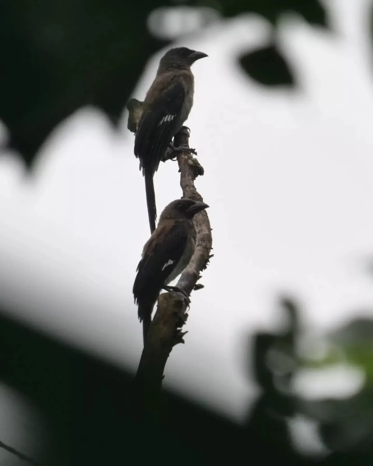水彩畫鳥：灰樹鵲