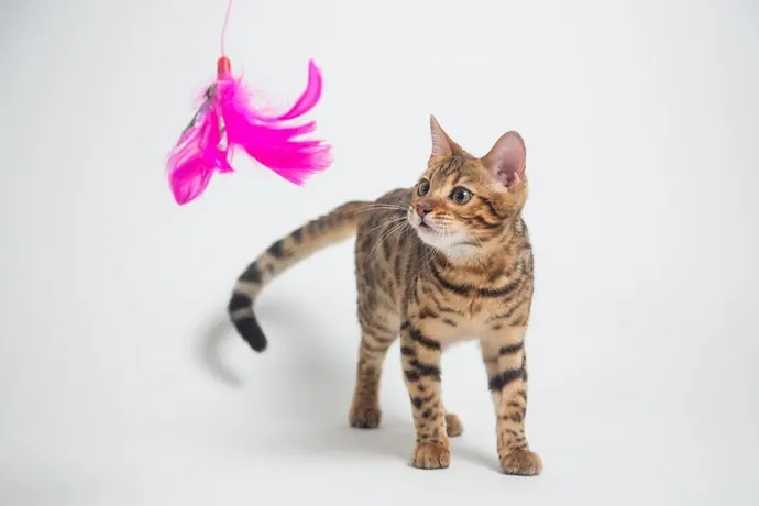 魔戒總有種無法拒絕的魔力……