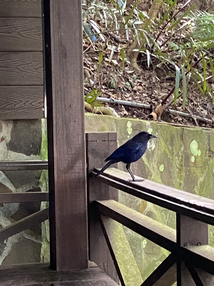 牠真是不怕人，越靠越近，是我怕