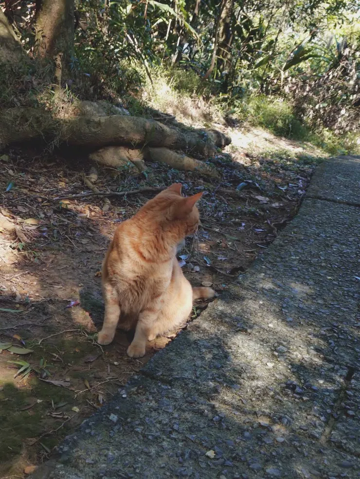 巧遇親人但怎樣都不看鏡頭的貓咪