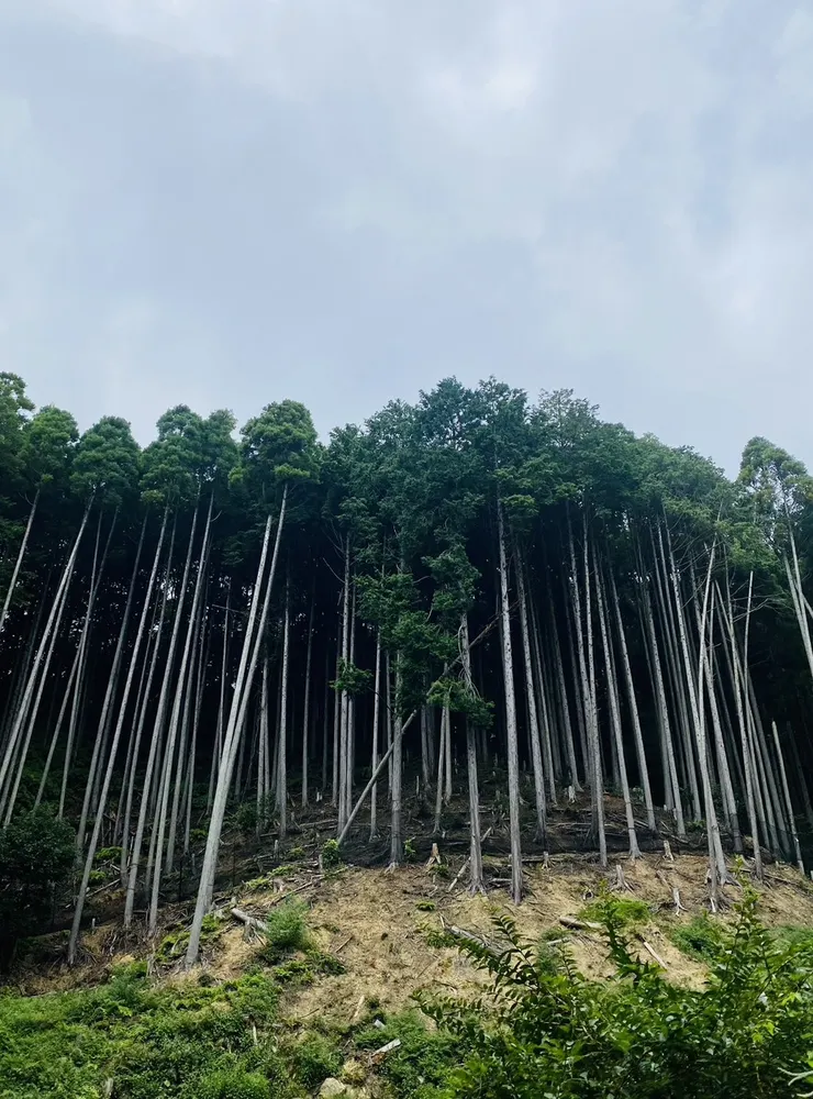 沿路看到的樹林