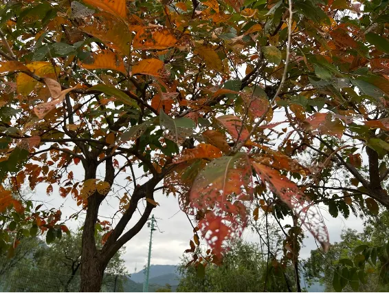 秋意漸濃，沙頭角內的樹葉悄悄染城了紅色～