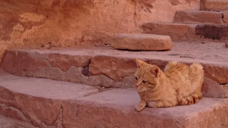 有莫名氣質的貓