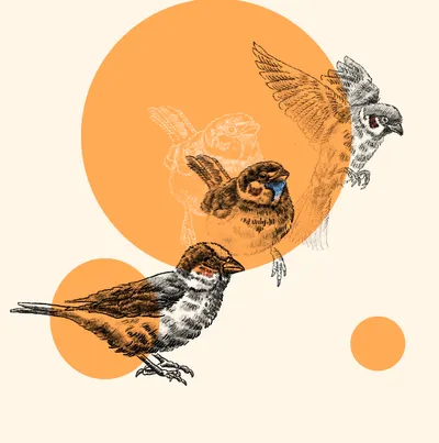 凜鷺的歇腳森林