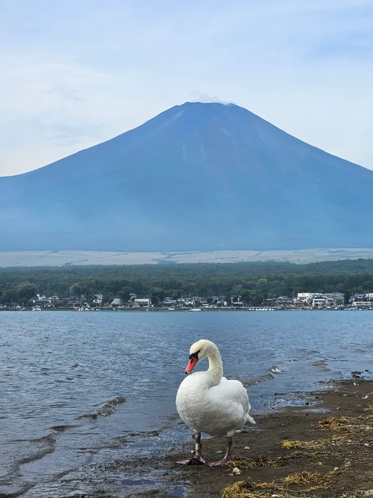 湖邊就能拍到富士山、山中湖還有天鵝一起入境的夢幻場景