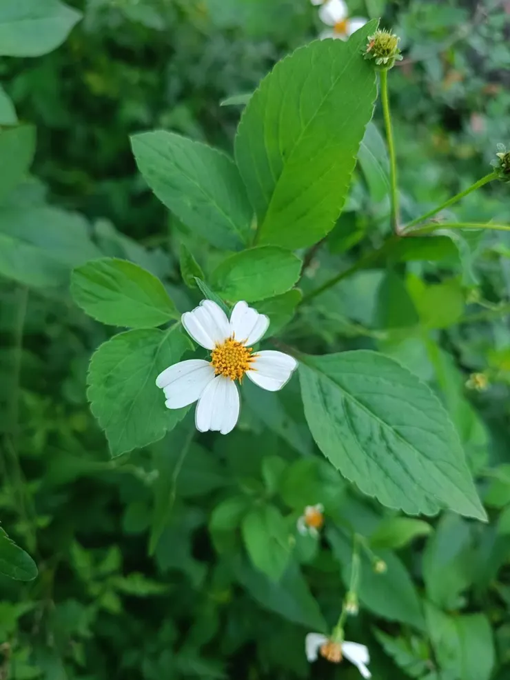 大花咸豐草其實有白色舌狀花與黃色管狀花兩種花