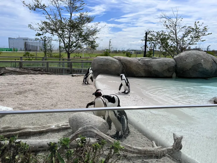 水族館的可愛企鵝