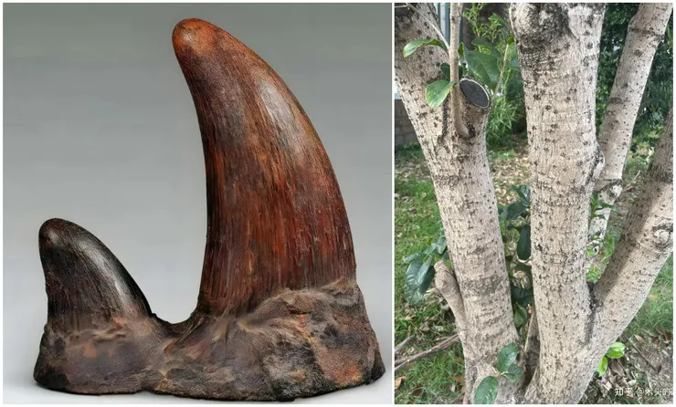  依宋代《墨莊漫錄》記載，「木犀」是浙江一帶的俗稱，因為桂花的木質紋理像犀牛角，因此得名，又因為是植物，所以再加個木字旁。
