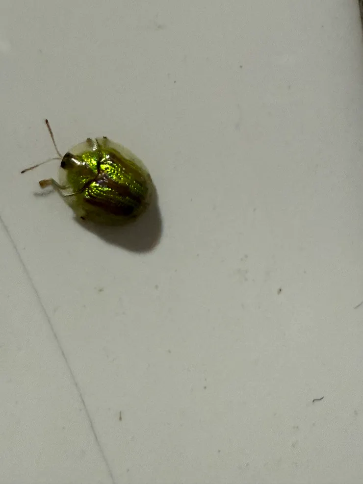 2026/03/17 綠色蟲子