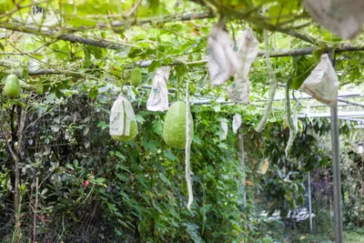 新竹縣橫山-老大份休閒農場