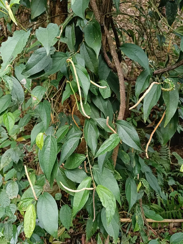 長大的葉子拉長了，變成卵圓披針型