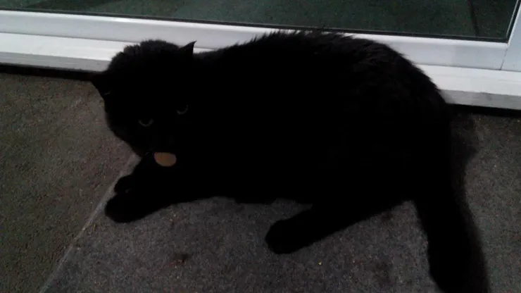 紐西蘭-可愛的黑貓