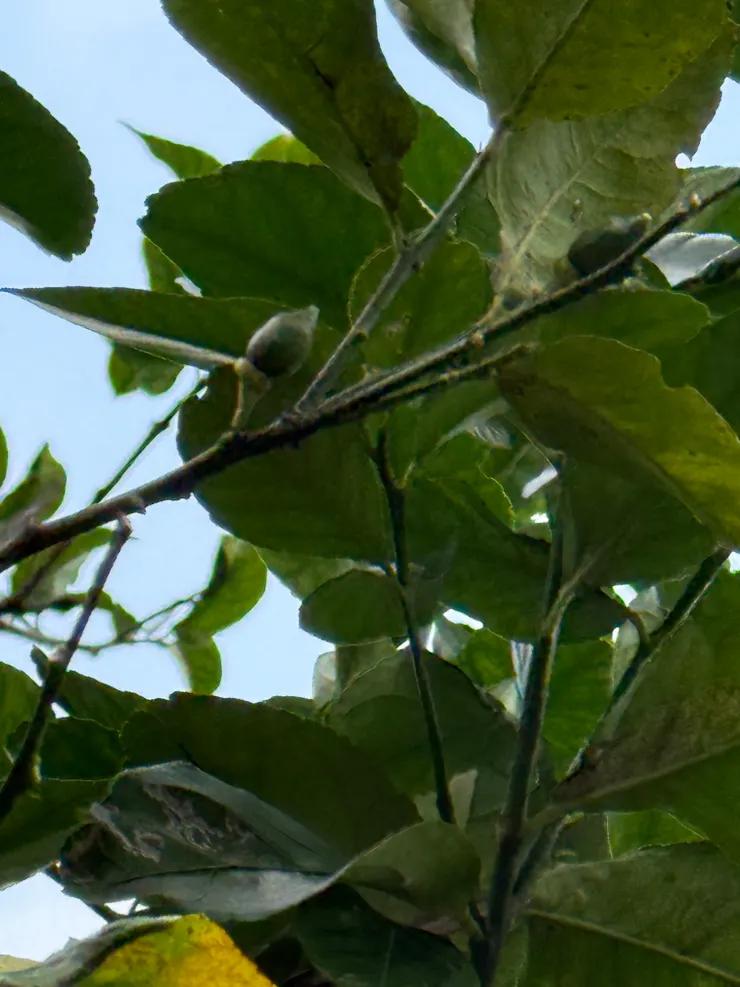 2026/04/11 檸檬樹開始要長檸檬了