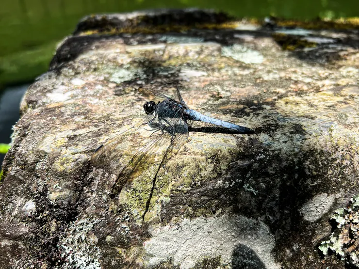 完全不怕人的蜻蜓