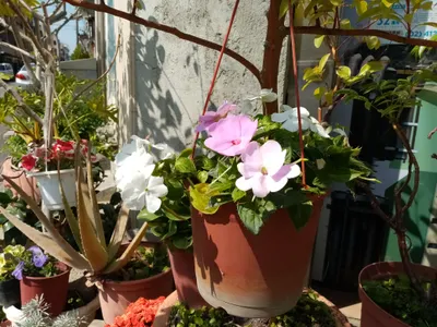 2026美的老租書店