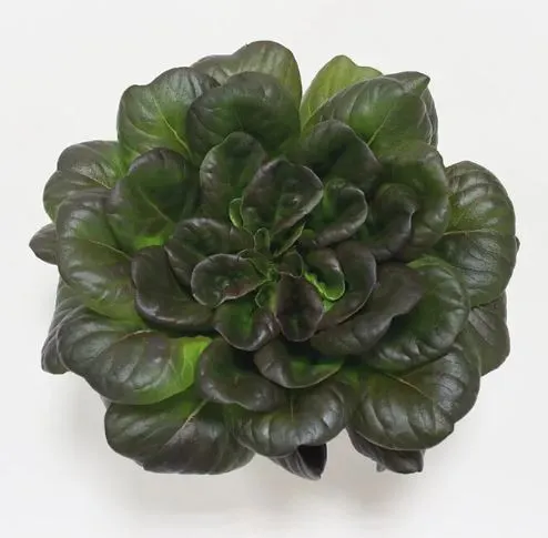 圖片來源:樂鮮良房