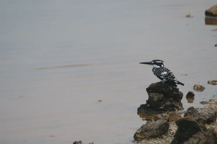 Pied Kingfisher
