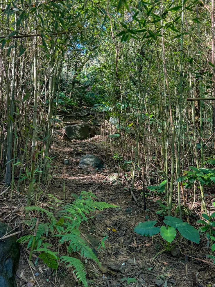 鑽進登山口後是溼滑的山徑
