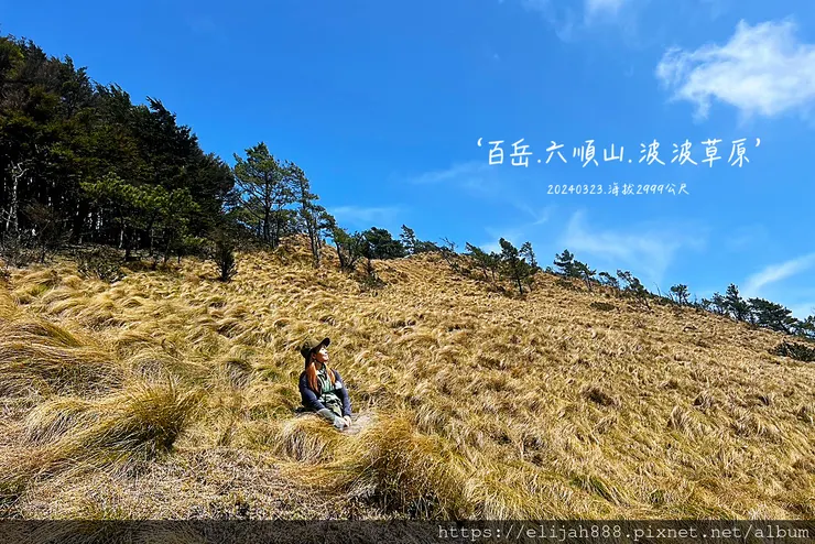 【丹大林道.六順山.七彩湖】六順山.海拔3009公尺/波波草