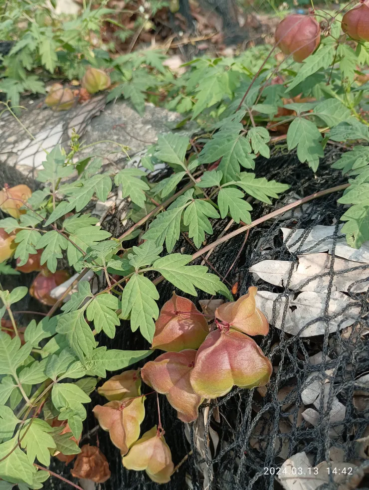 倒地鈴，均自拍