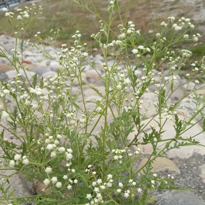 花開結果的沙龍