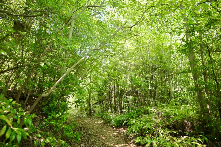 再往前走，這裡也是一片新綠