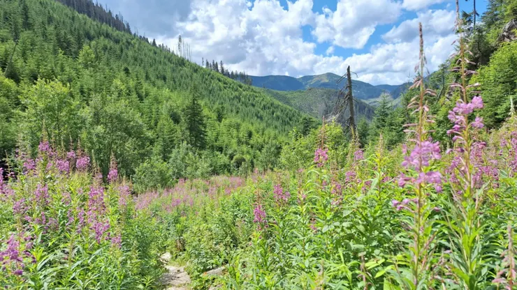 小徑被花草叢包圍