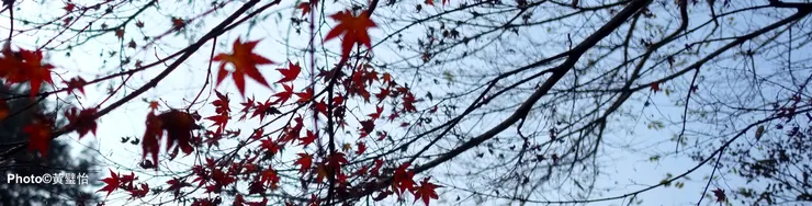 十二月的西湖，最搶眼的不是楊柳和已凋謝的荷花，而是楓樹。