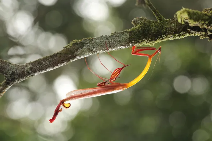 叢林少女營地的蕉紅箭螳｜照片來源：傑哥