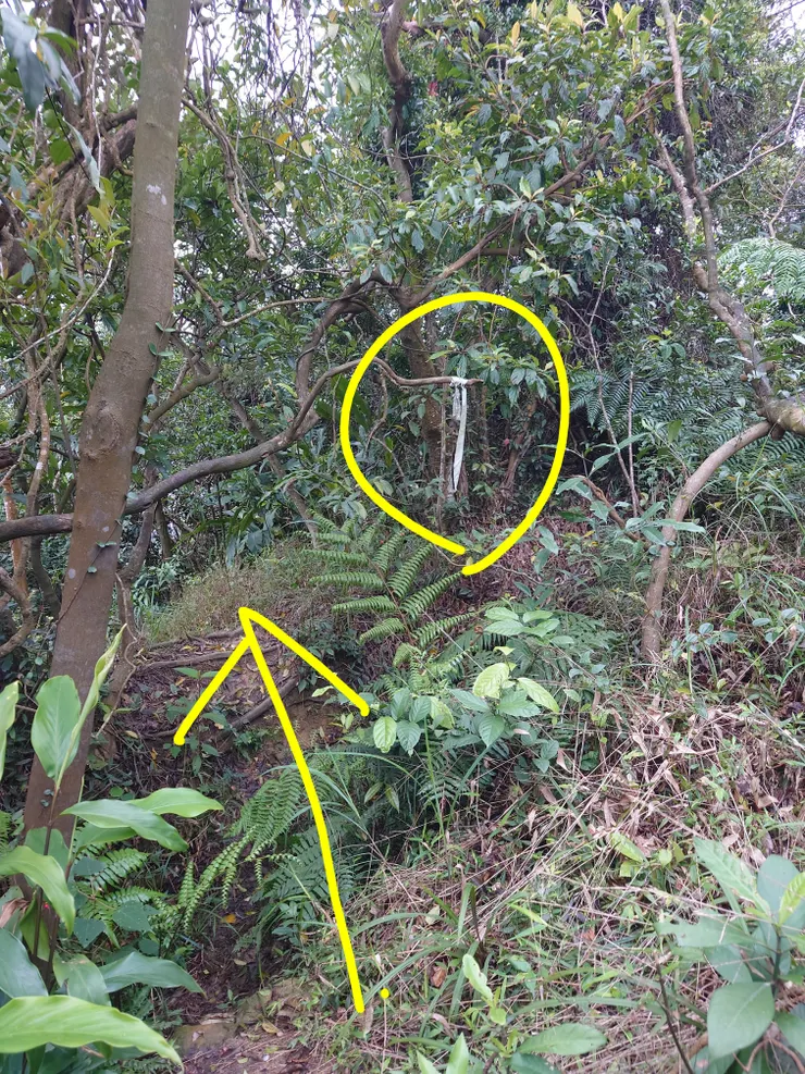 布條綁在這裡是幾乎沒什麼人會看到的