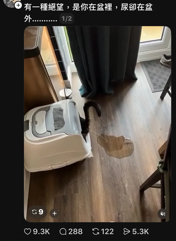 2026/04/21 有趣的貓