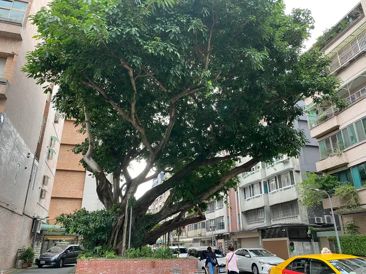 廈門街上傳統書店聚集,一棵雀榕是地方共同記憶