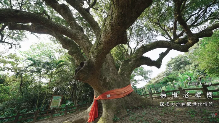 楊錦聰《心的凝望》MV截圖