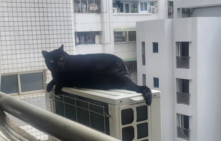 毛澤貓在室外機乘凉